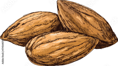 Closeup Illustration of Three Healthy Almonds Showcase