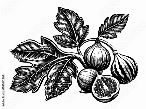 A botanical etching of a fig branch with figs and large lobed leaves. Vector illustration.