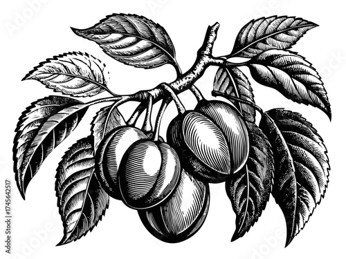 A vintage engraving of a plum branch with ripe plums . Vector illustration.