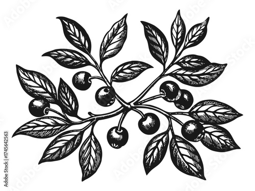 Branch with ripe blueberries and leaves. Vector hand drawn illustration