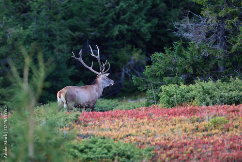 Fototapeta Naklejka Na Ścianę i Meble -  A large male of stag stay at the edge of large spruce forest in autumn after sunset during ruting season. Photographed after sunset in low natural light and high ISO.