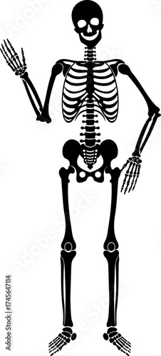 Dancing human skeleton bones icon isolated on transparent background in black and line style, anatomy spooky skull cranium medical illustration vector bundle design element.
