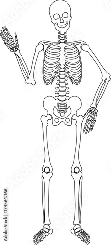 Dancing human skeleton bones icon isolated on transparent background in black and line style, anatomy spooky skull cranium medical illustration vector bundle design element.