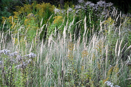 Meadow flowers in autumn. autumn plants