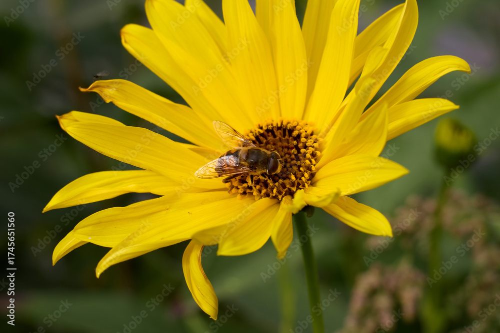 Obraz premium Macro shot revealing the intricate details of a radiant yellow flower in full bloom, adorned with a delicate fly resting gracefully on its petals, creating a captivating scene of natural beauty.