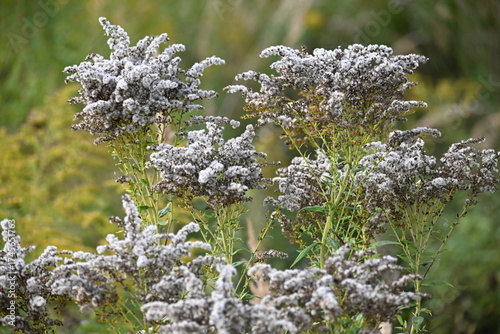 Meadow flowers in autumn. autumn plants
