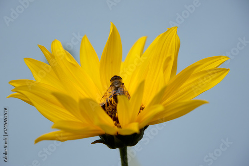 Captivating close-up of a bee immersed in the heart of a radiant yellow flower, highlighting the symbiotic relationship between flora and fauna, perfect for nature and environmental themes.