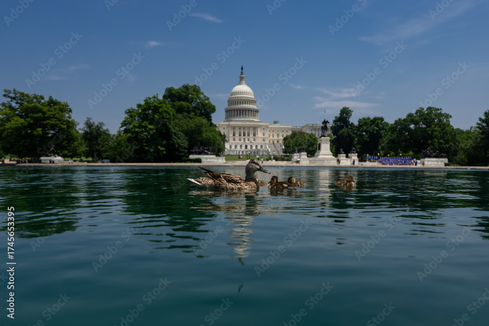 Fototapeta premium Capitol in Washington, DC. Capitol across the reflecting pool. Washington D.C. landmarks with Capitol and reflecting pond. The U.S. Capitol under blue skies. Congress building in DC.