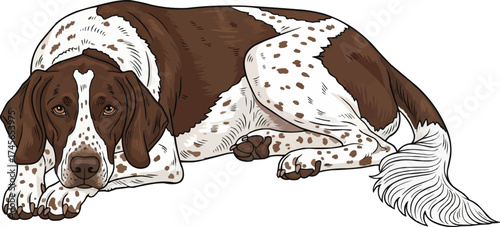 drentsche patrijshond dog lying down relaxed resting illustration