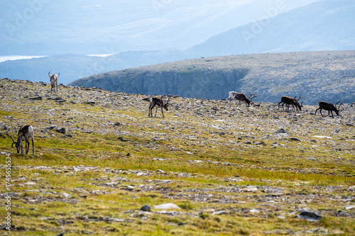 Reindeers (Rangifer tarandus) standing on grassland near the north cape in norway