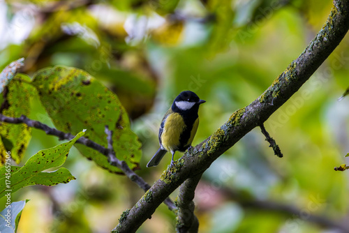 Great tit (parus major) on branch.