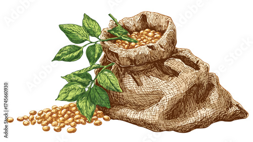 Soybeans Harvest: Fresh beans pouring into burlap sack - Agriculture Food