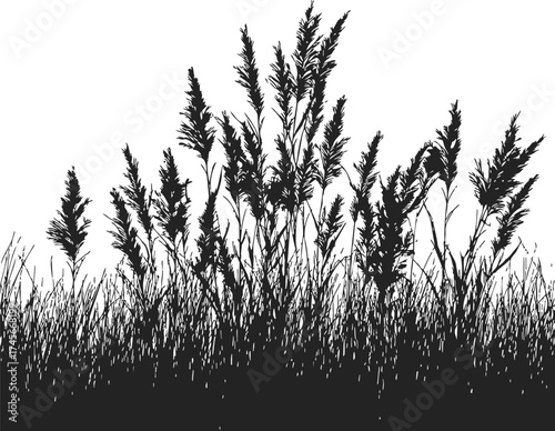 Prairie grass silhouette sketch, hand drawn wild grassland plants in black and white — stock vector