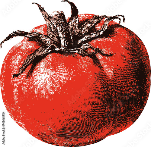 Tomato sketch hand drawn vintage style with detailed stem and textured shading — stock vector