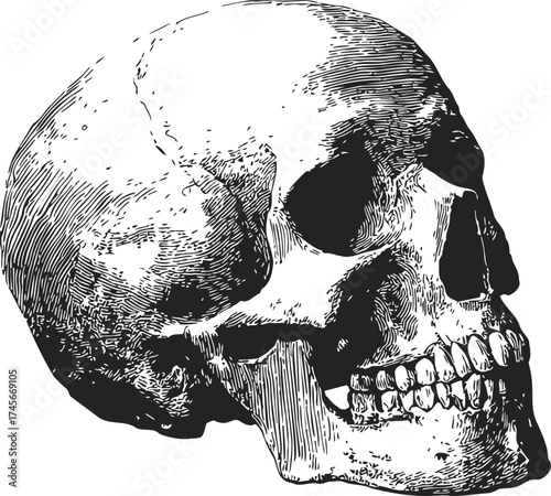 Human skull sketch, hand drawn vector, detailed lateral view, anatomical illustration — stock vector