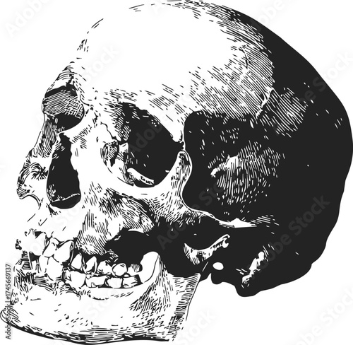 Human skull sketch hand drawn lateral view detailed anatomy — stock vector