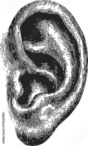Human ear sketch, hand drawn anatomical illustration, detailed outer ear structure — stock vector