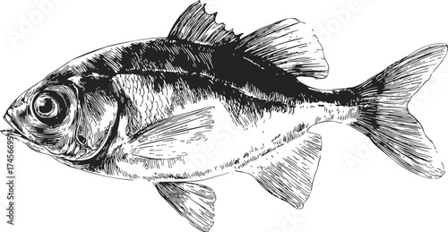 Fish hand drawn sketch illustration with detailed fins and scales — stock vector