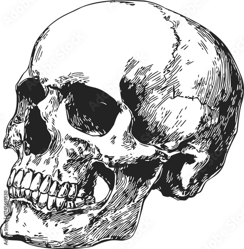 Skull sketch hand drawn side view with detailed anatomical features — stock vector