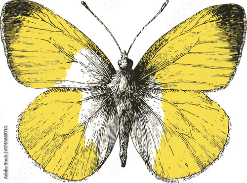 Butterfly sketch hand drawn yellow wings detailed illustration — stock vector
