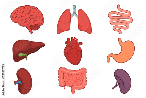 Human internal organs vector icon set. Anatomy illustration collection with heart, lungs, brain, liver, kidneys, stomach, and intestines. Medical biology graphic elements.