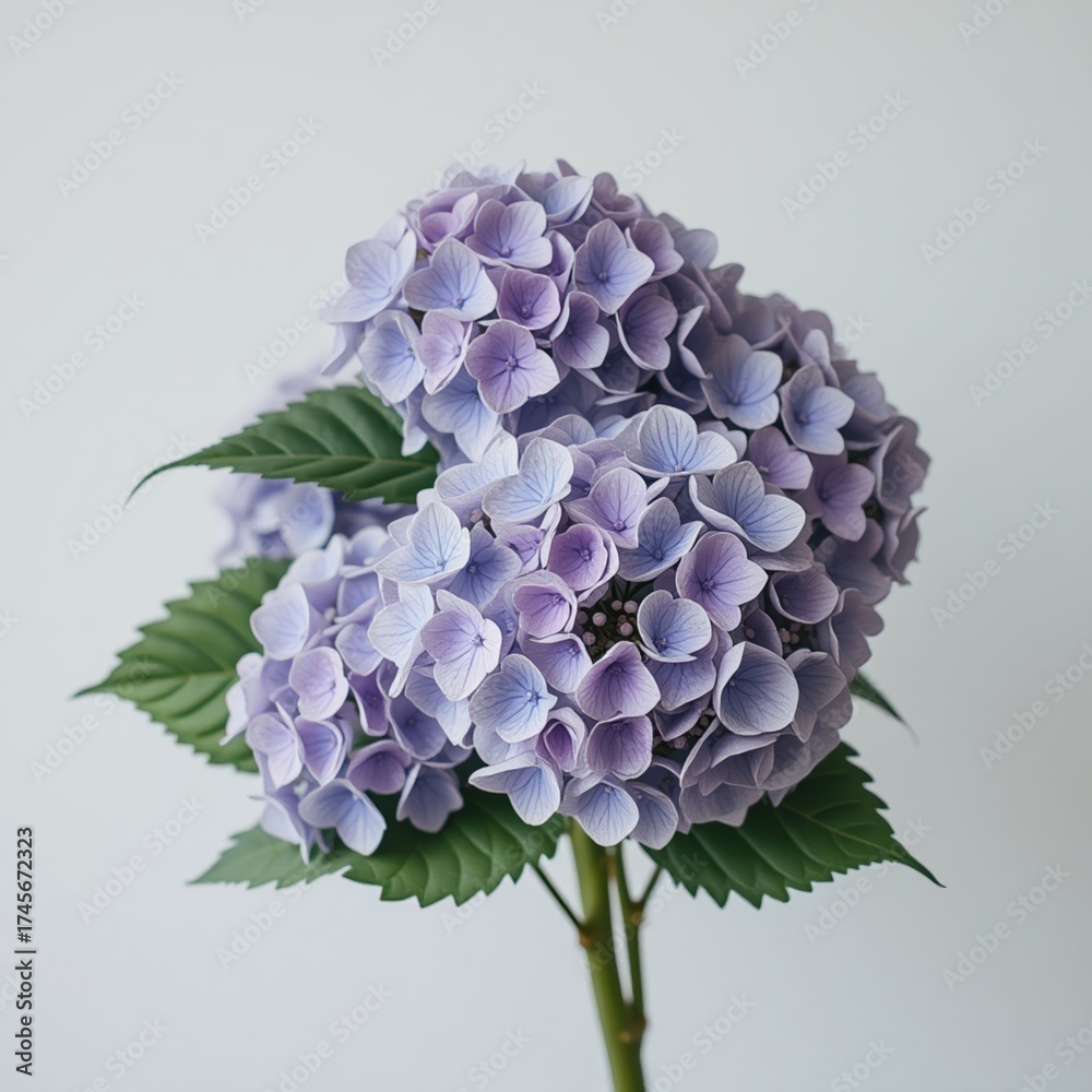 Obraz premium Close-up of delicate pastel pink hydrangea cluster with intricate petal veins and soft water droplets, exuding freshness and elegance in gentle natural light. AI generated. 