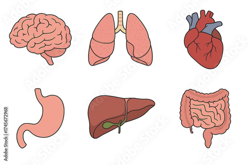 Human internal organs icon set. Brain, lungs, heart, stomach, liver, intestines. Anatomy and medicine vector symbol collection. Healthcare biology cartoon illustration design.