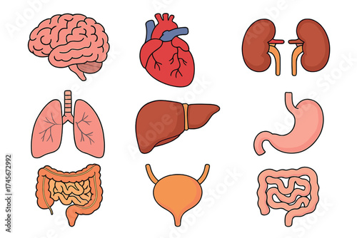 Human internal organs vector icon set. Cartoon anatomy and medicine symbols for design. Medical stock illustration. Brain, heart, lungs, liver, kidneys, stomach, intestine.