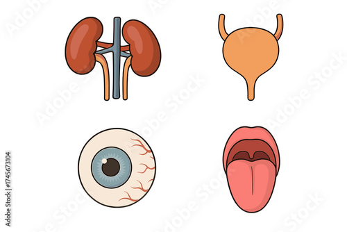 Human organs icon set vector illustration. Kidney, bladder, eyeball, tongue. Cartoon symbol collection for anatomy, biology, medicine, urology and ophthalmology education.