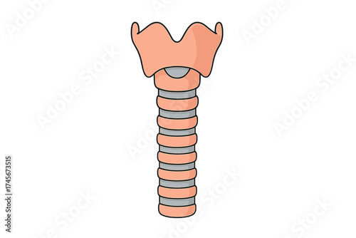Human larynx and trachea anatomy icon. Cartoon vector illustration of the throat, windpipe, and voice box organ. Medical or biology educational diagram for science isolated.
