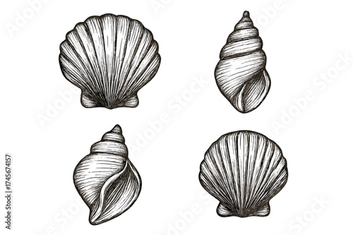 Seashells set hand drawn vector illustration. Collection of various sea shells in vintage engraving style. Scallop and conch sketch. Marine life, nature, ocean, beach symbols.
