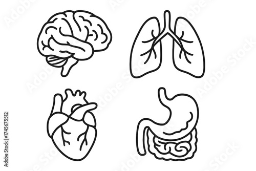 Human organs line icon set. Brain, heart, lungs, and stomach symbols. Anatomy and biology vector illustration for medical, health, and science concepts. Internal organ pictogram.