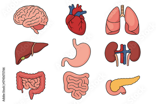 Human internal organs cartoon icon set. Vector collection for medical and educational design. Anatomy symbols: brain, heart, lungs, liver, stomach, kidneys, intestine, pancreas.