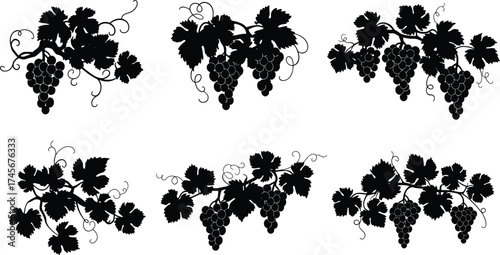 Grapevine silhouette illustration, black grape cluster vector, vineyard leaf design, wine agriculture art, decorative fruit icon, organic farming symbol, nature graphic