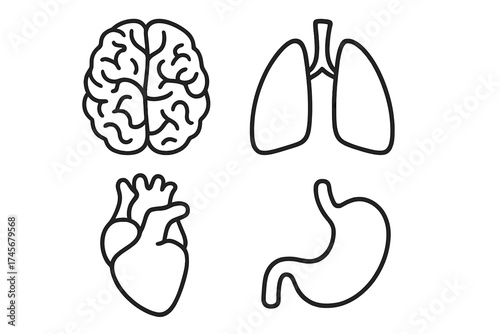 Vector anatomy and organ icons set. Medical human body symbols including brain, lungs, heart, and stomach. Clean lines, transparent background, healthcare and biology illustration for web and print.