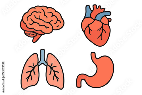 Set of human anatomy organs vector design, medical symbols with brain, heart, lungs, and stomach illustrations, isolated transparent background, anatomy health icons, medical concept graphics