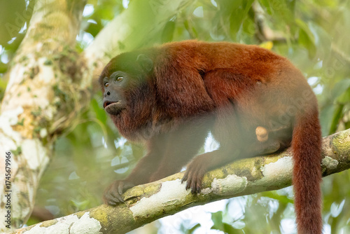 Photography of howler monkeys (Alouatta) in the trees of the Amazon rainforest of Madre de Dios, Peru.