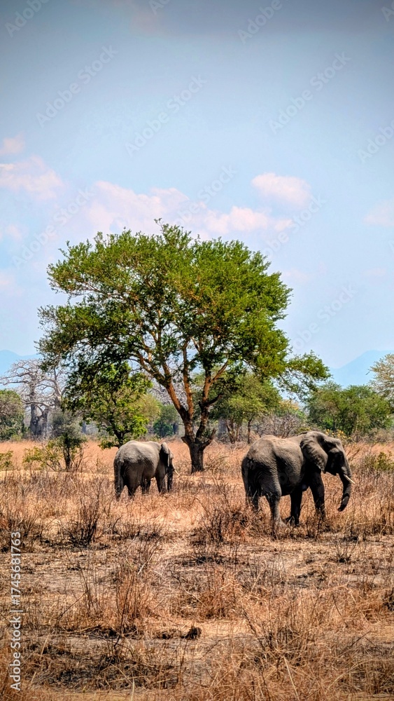 Fototapeta premium Safari en el Parque Nacional de Mikumi, Tanzania