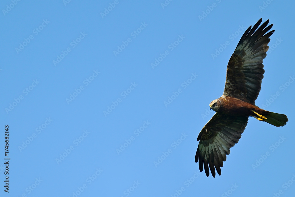 Fototapeta premium Rohrweihe - Weibchen // Western marsh harrier - female (Circus aeruginosus) 