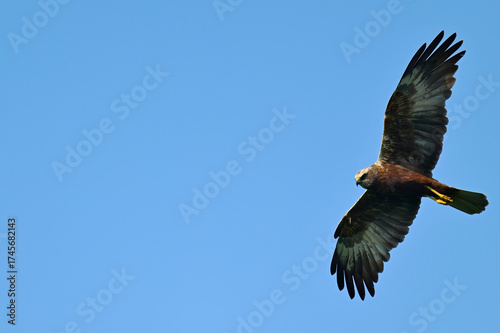Rohrweihe - Weibchen // Western marsh harrier - female (Circus aeruginosus) 
