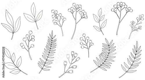 Vector art of hand drawn botanical elements for design, vector illustration leaves and berries
