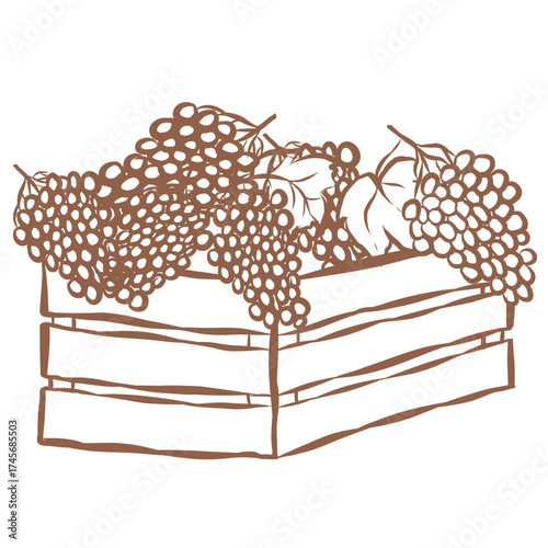 Line Art of Grape in Crate Illustration. Hand-Drawn Doodle.