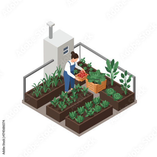 Urban farming on a rooftop garden with fresh produce being harvested and curated in wooden crates amidst rows of plants