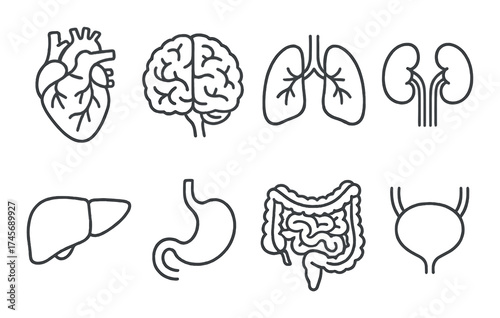 Outline of human organs: heart, brain, lungs, kidneys, liver, stomach, intestines, bladder