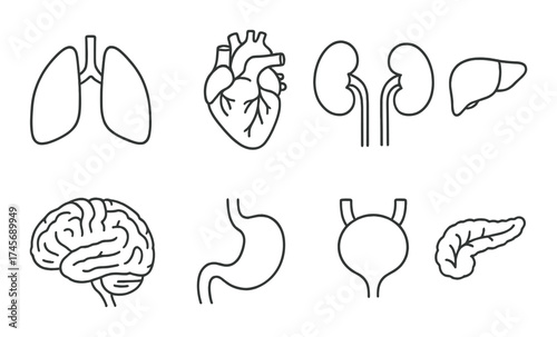 Outline illustrations of human organs: heart, brain, lungs, kidneys, liver, stomach, bladder, pancreas