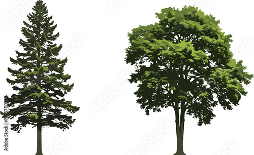 Coniferous and deciduous tree pair, botanical vector, forest elements, nature clipart, tree comparison, foliage types, landscape design, tree illustration