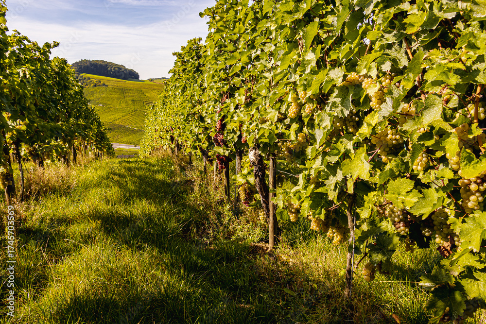 Fototapeta premium Grape harvest in the Moselle vineyard with ripe grapes on steep slopes, workers harvesting by hand in a traditional wine region, surrounded by rolling hills, river landscape, and warm autumn light.
