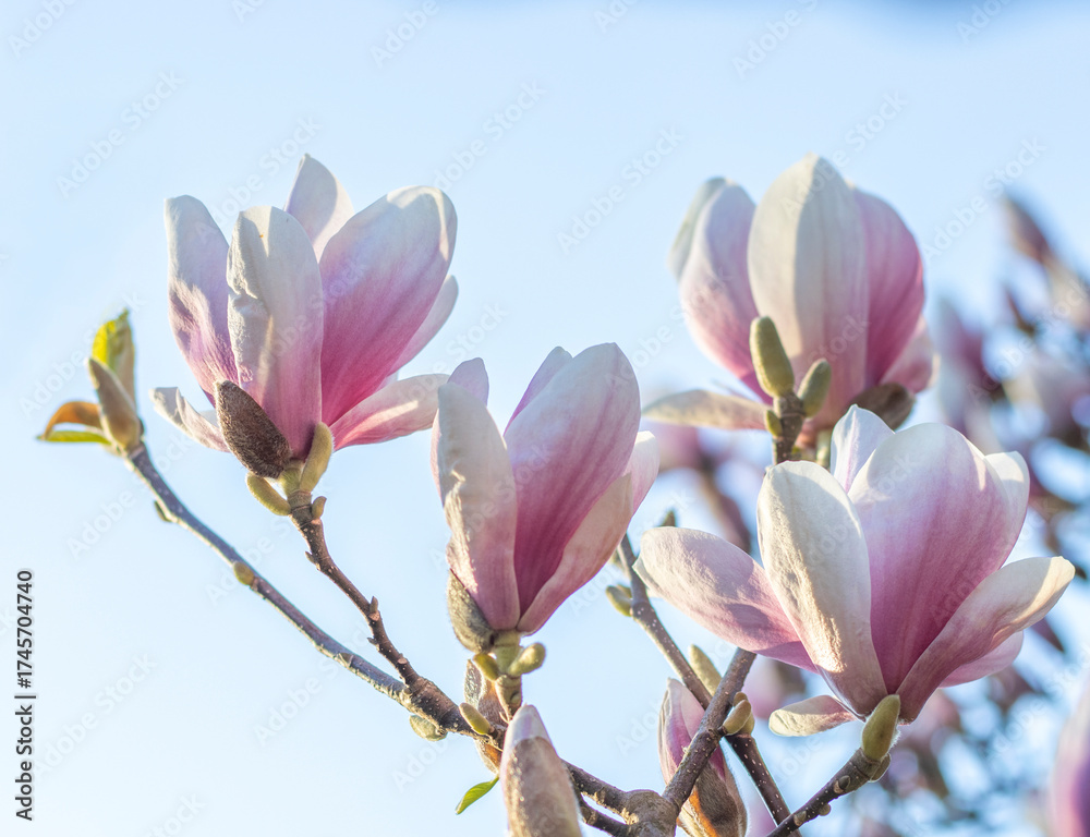 Fototapeta premium Magnolienblüten