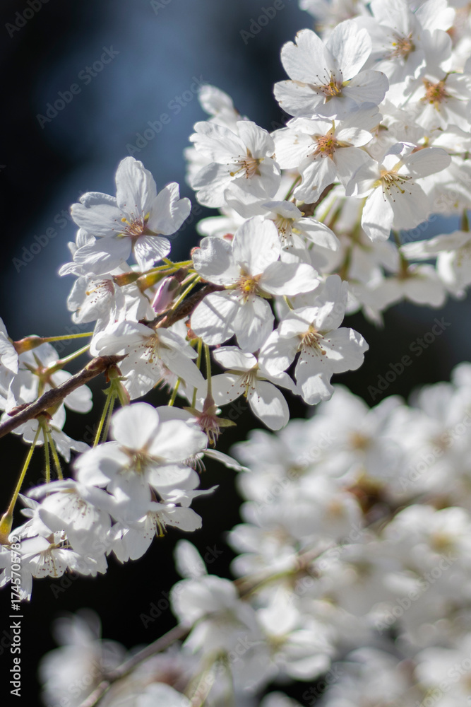 Obraz premium Weiße Kirschblüten