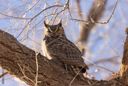 A Great Horned Owl looks down on the camera from its perch high in a winter bare cottonwood tree with early morning sunlight shining from the left.